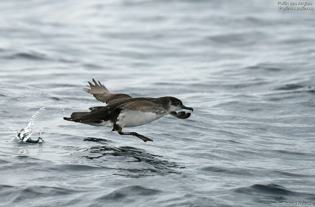 Manx Shearwater