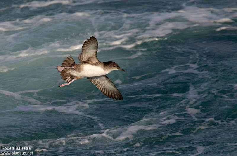 Puffin des Baléaresadulte, habitat, pigmentation