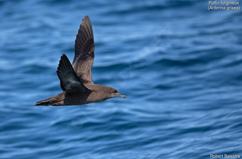 Sooty Shearwater