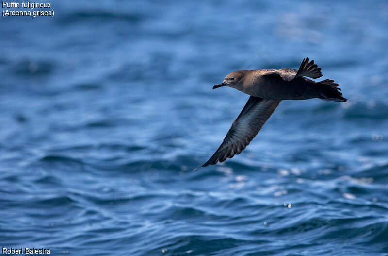 Sooty Shearwater