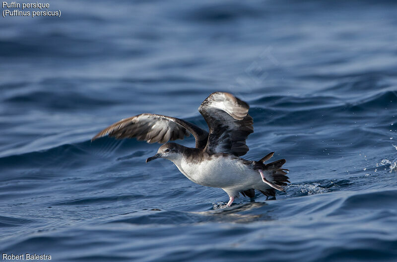 Persian Shearwater