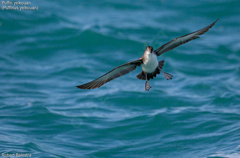 Yelkouan Shearwater