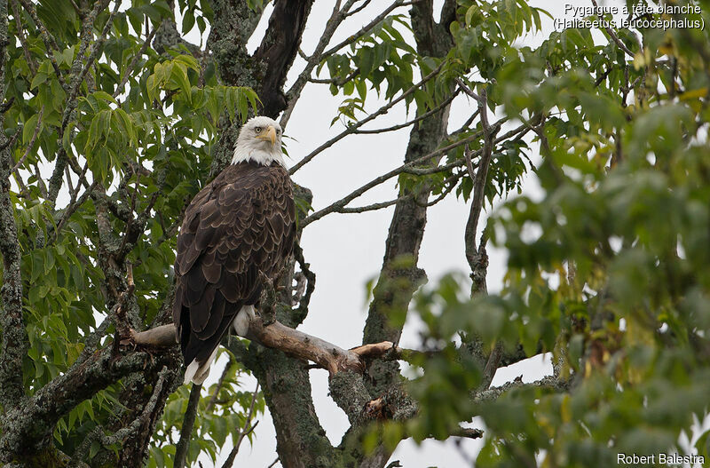 Bald Eagle female