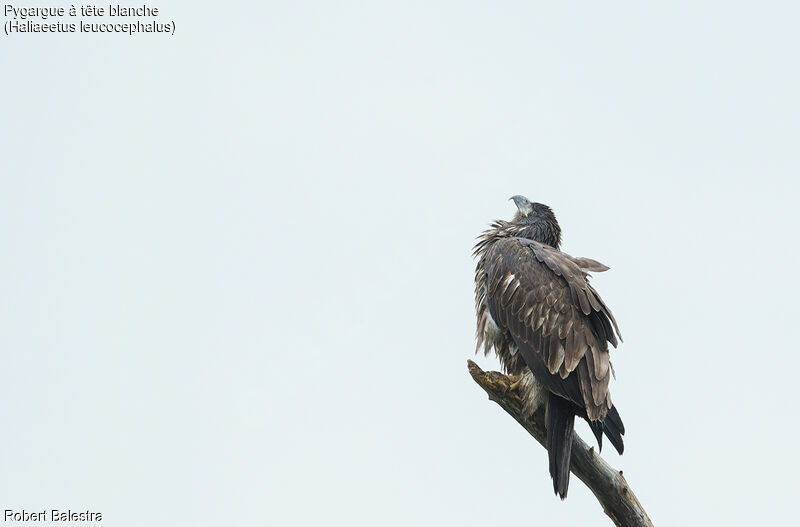 Bald EagleFirst year