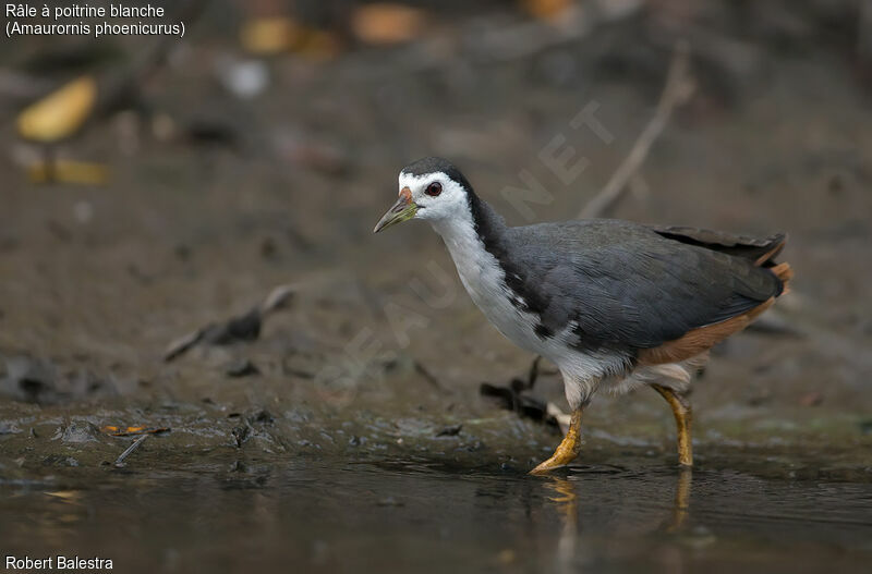 White-breasted Waterhen