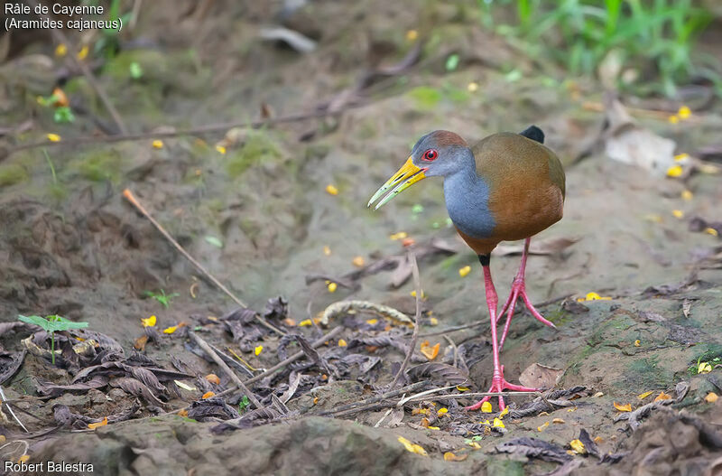 Grey-cowled Wood Rail