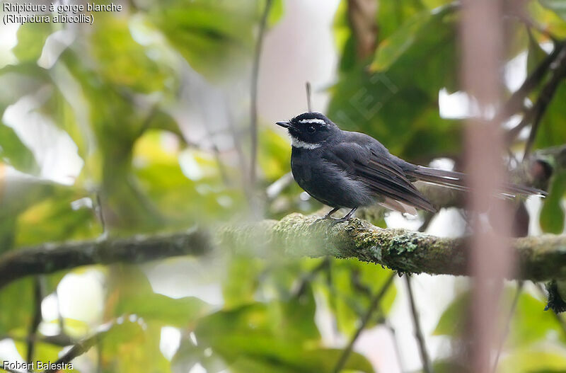 White-throated Fantail