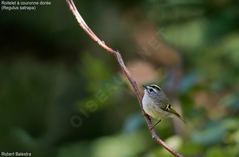 Golden-crowned Kinglet