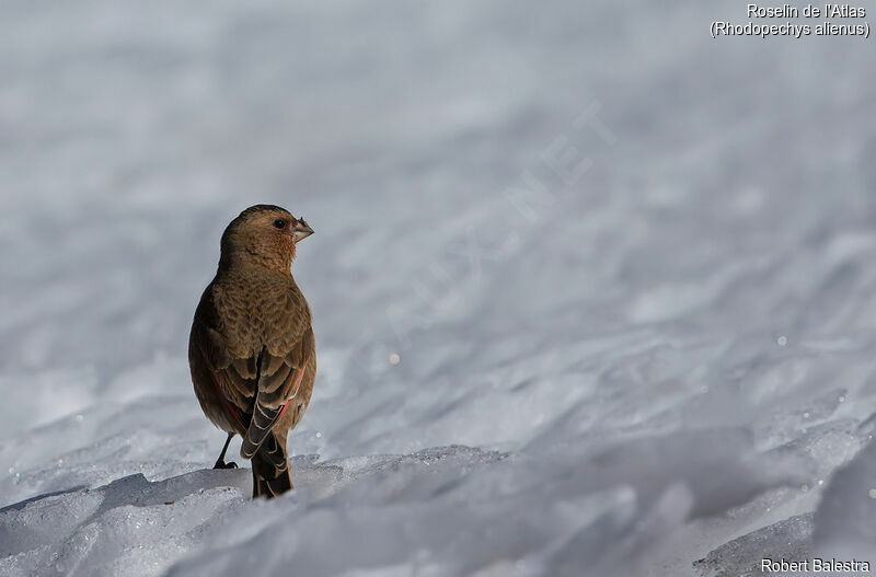 African Crimson-winged Finch