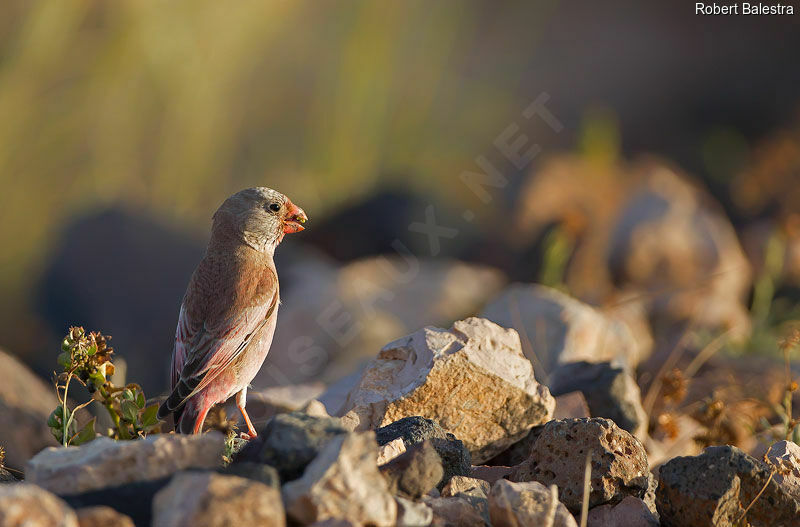 Trumpeter Finch