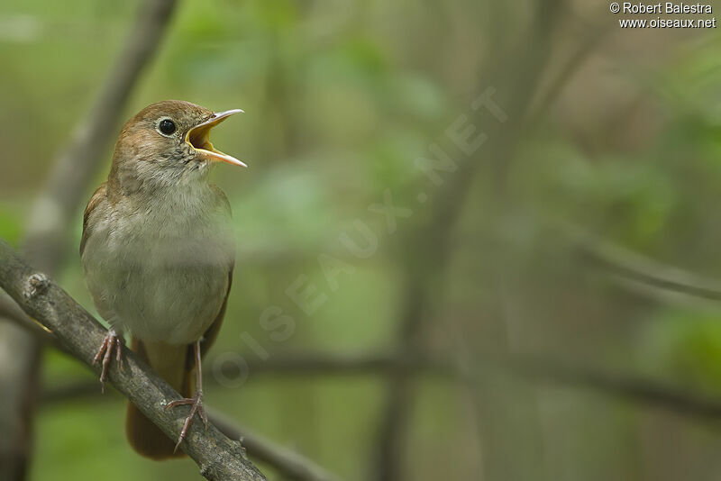 Common Nightingale