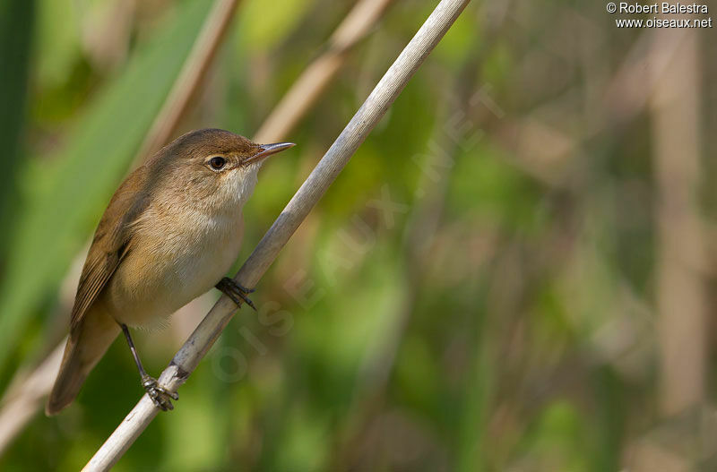 Common Reed Warbler