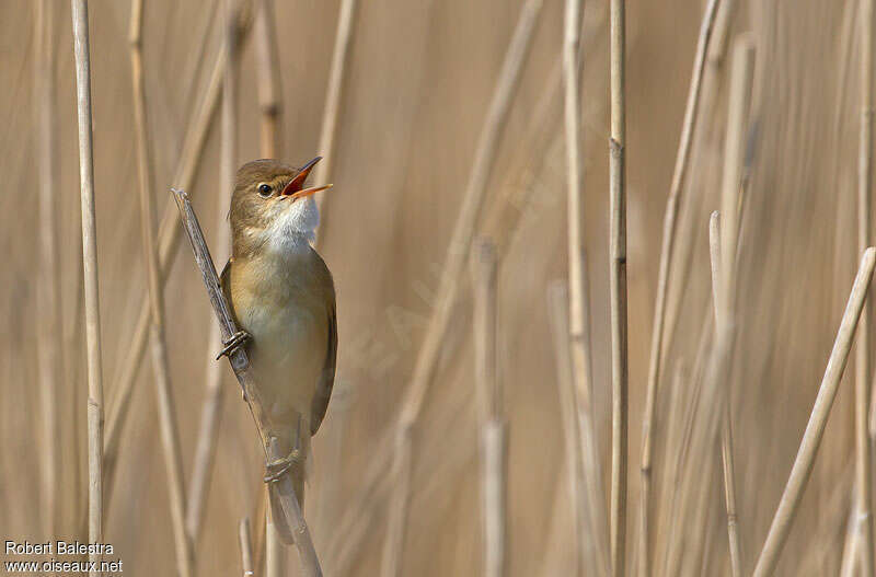 Common Reed Warbler male adult, song