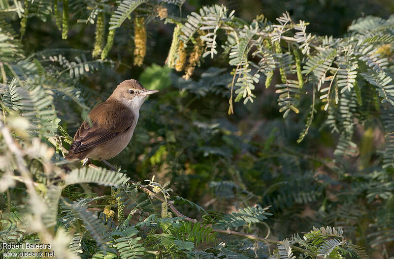 Clamorous Reed Warbler, habitat, pigmentation