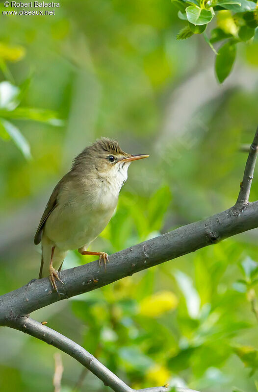 Marsh Warbler