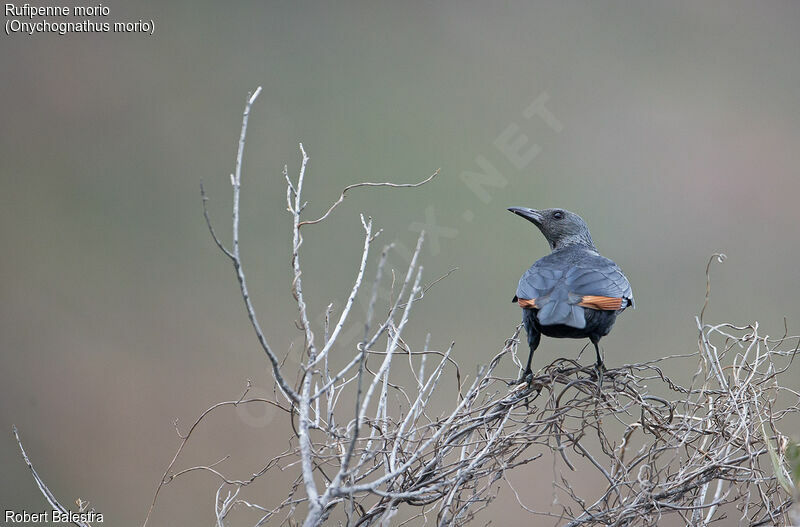 Red-winged Starling female