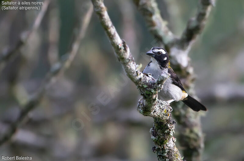 Black-winged Saltator