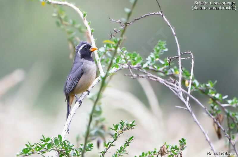 Golden-billed Saltator