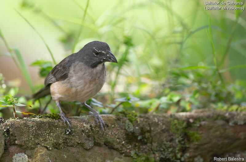 Olive-grey Saltator