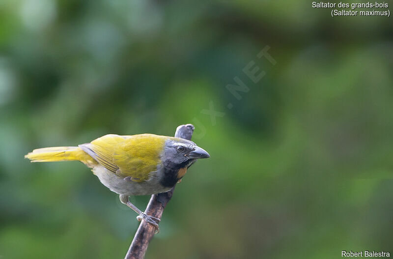 Buff-throated Saltator