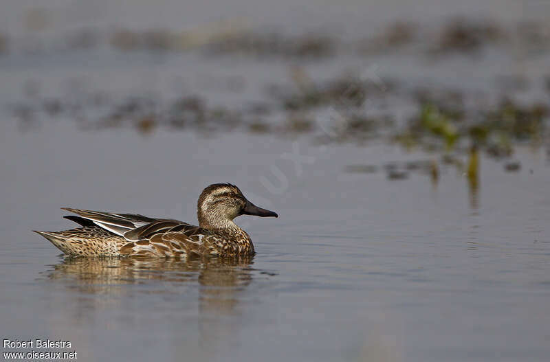 Garganey female, identification