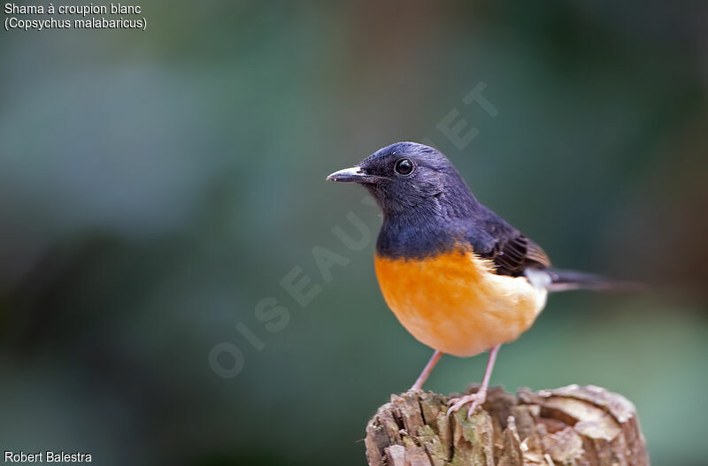 White-rumped Shama