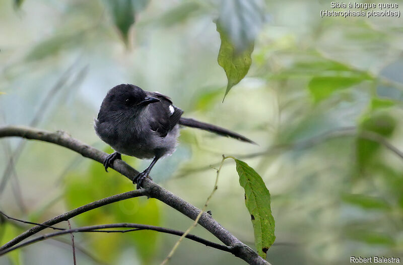 Long-tailed Sibia