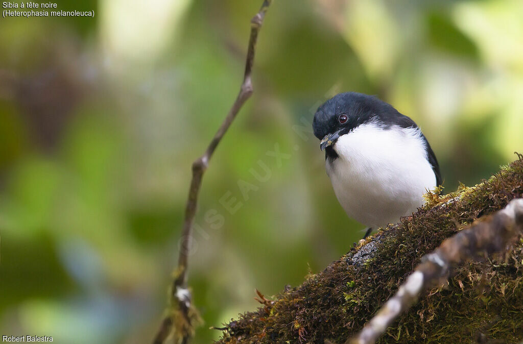 Sibia à tête noire