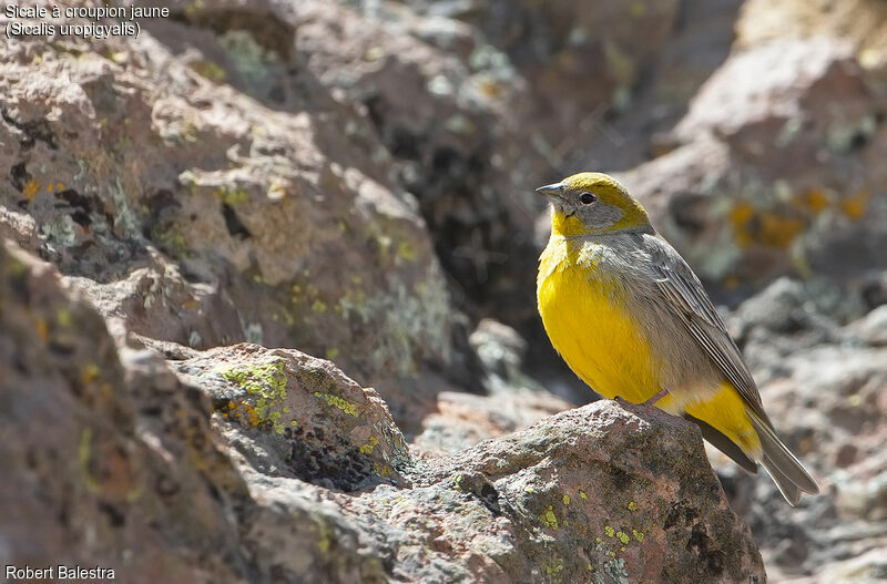 Bright-rumped Yellow Finch