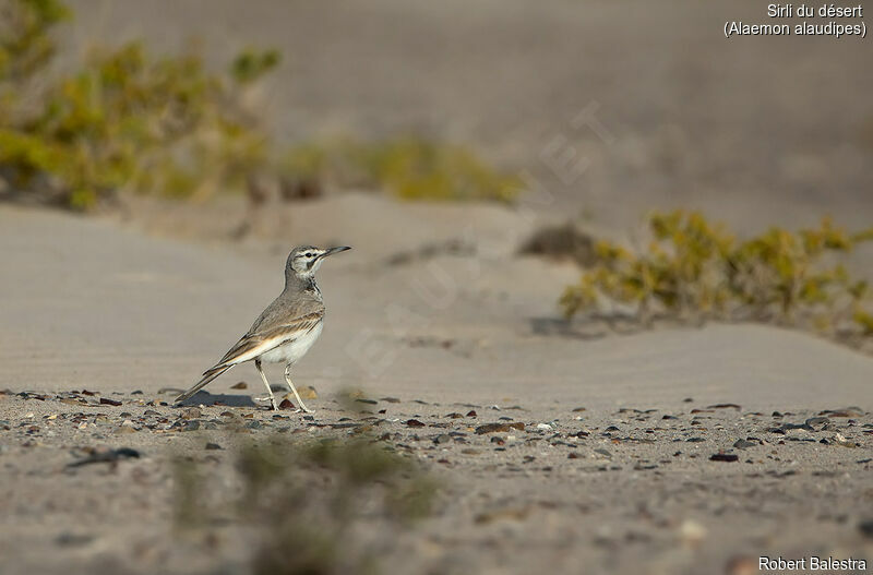 Greater Hoopoe-Lark