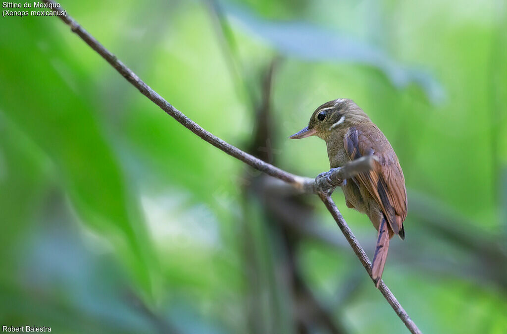 Sittine du Mexique