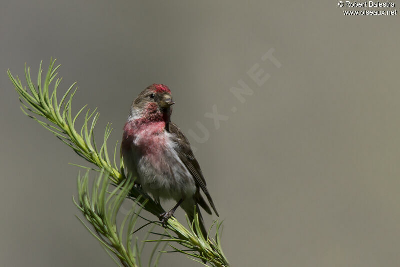 Lesser Redpoll male adult