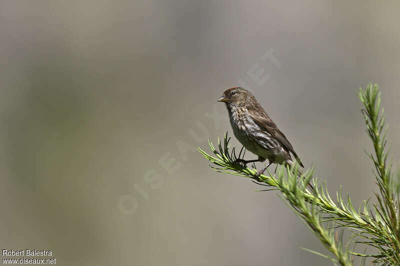 Lesser Redpoll female adult breeding, aspect, pigmentation