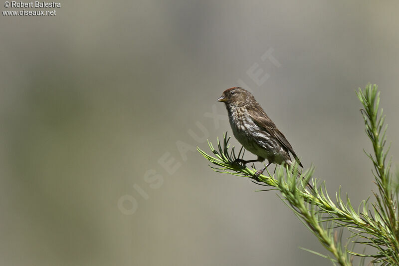 Redpoll female adult breeding, aspect, pigmentation