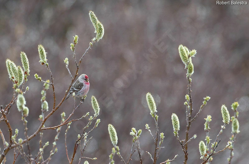 Redpoll male adult breeding, habitat, Behaviour