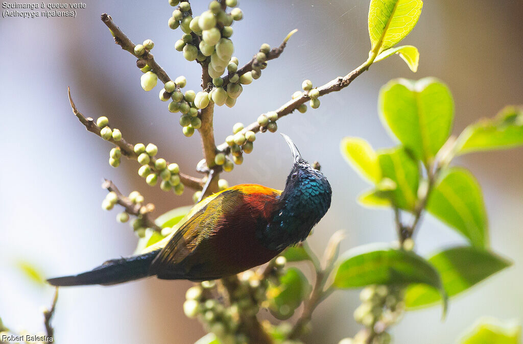 Souimanga à queue verte