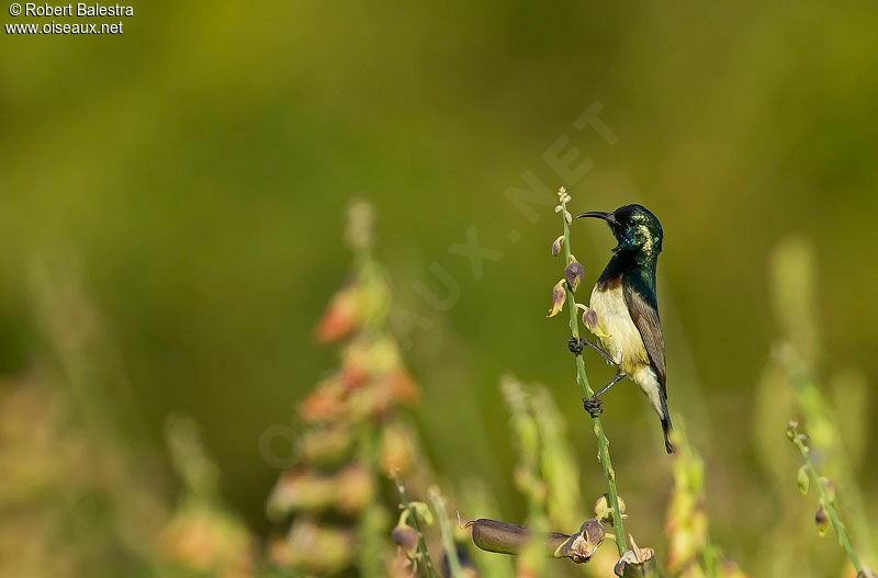 Variable Sunbird