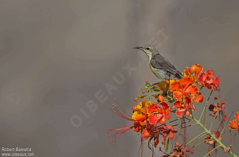 Purple Sunbird female adult, identification