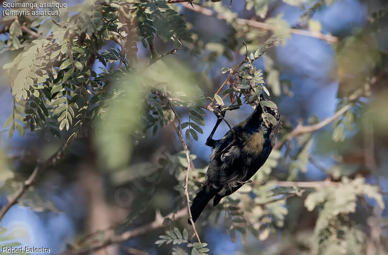 Purple Sunbird male