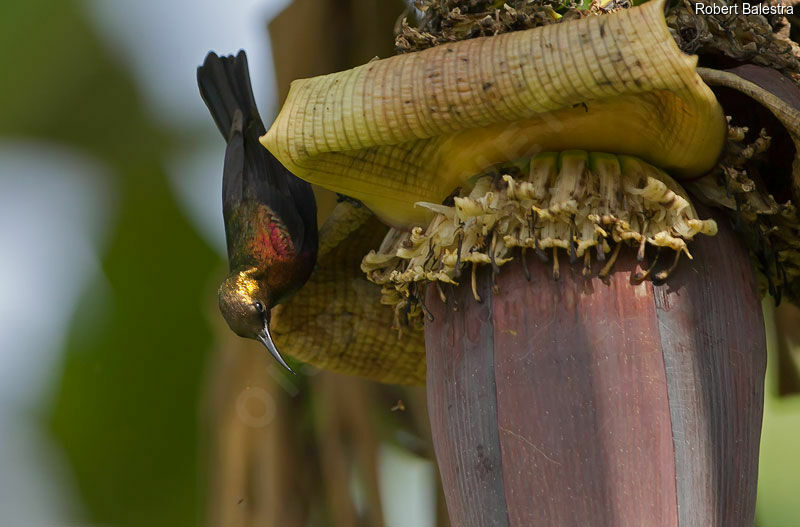 Copper Sunbird