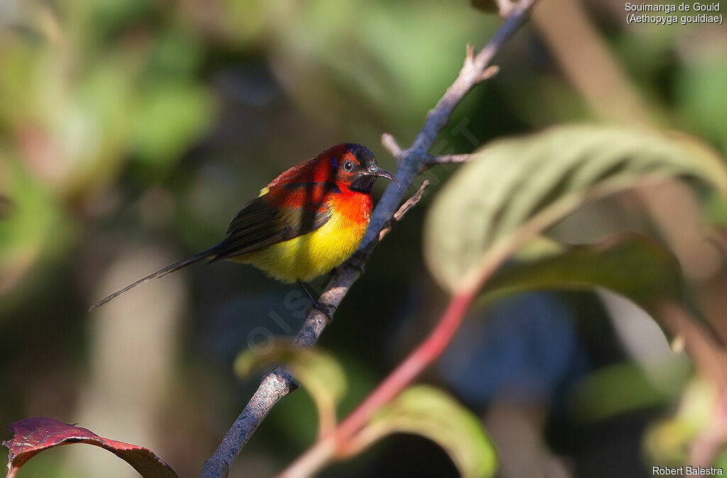 Souimanga de Gould mâle