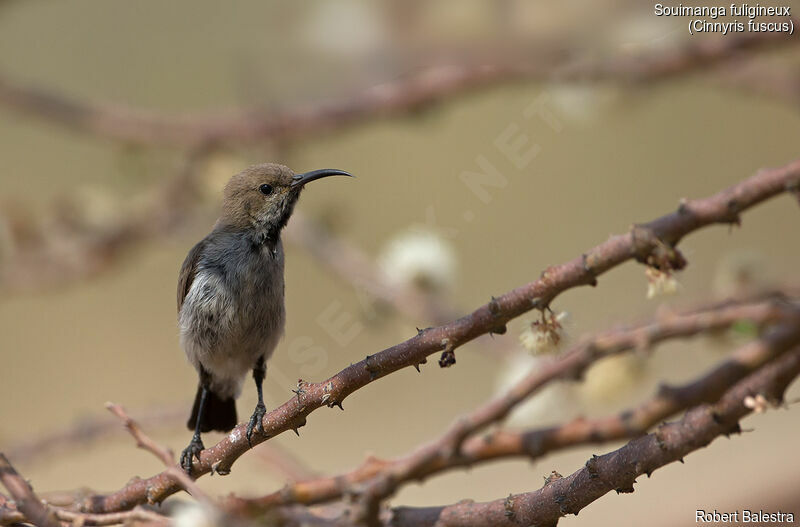 Dusky Sunbird female