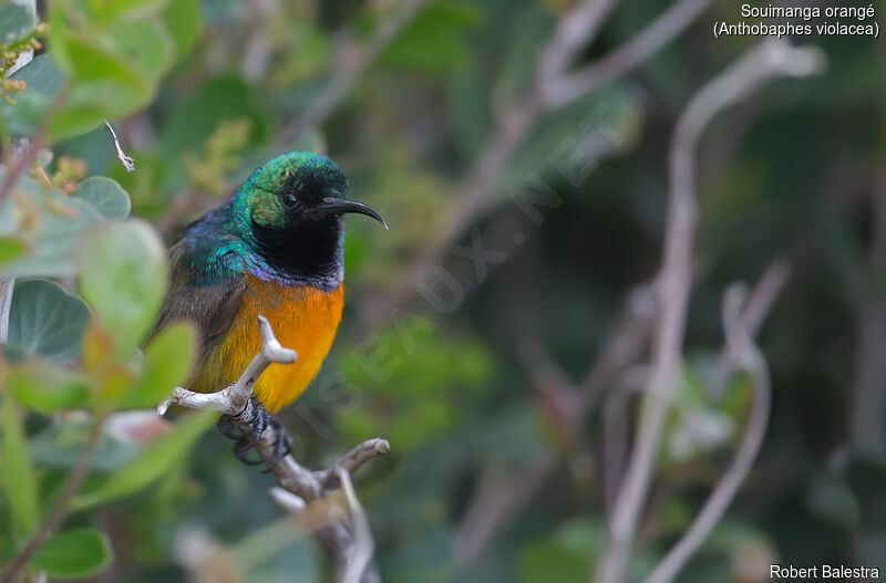 Orange-breasted Sunbird male