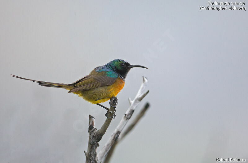 Orange-breasted Sunbird