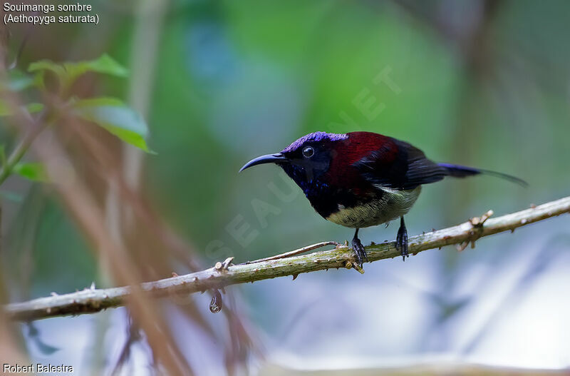 Black-throated Sunbird