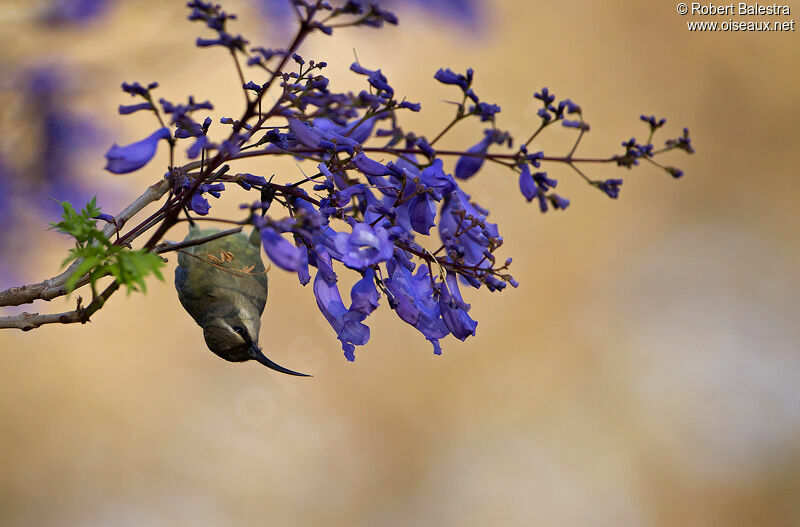 Tacazze Sunbird