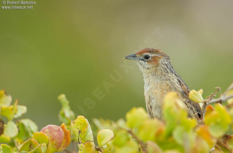 Cape Grassbird