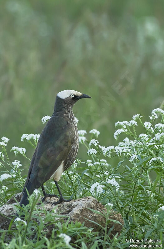 White-crowned Starlingadult