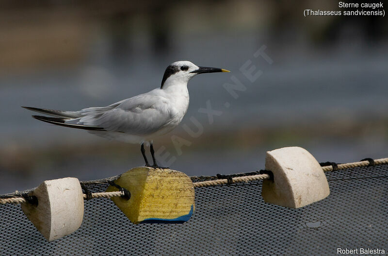 Sandwich Tern