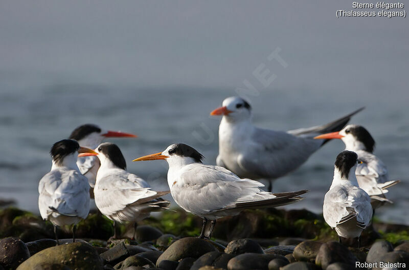 Elegant Tern